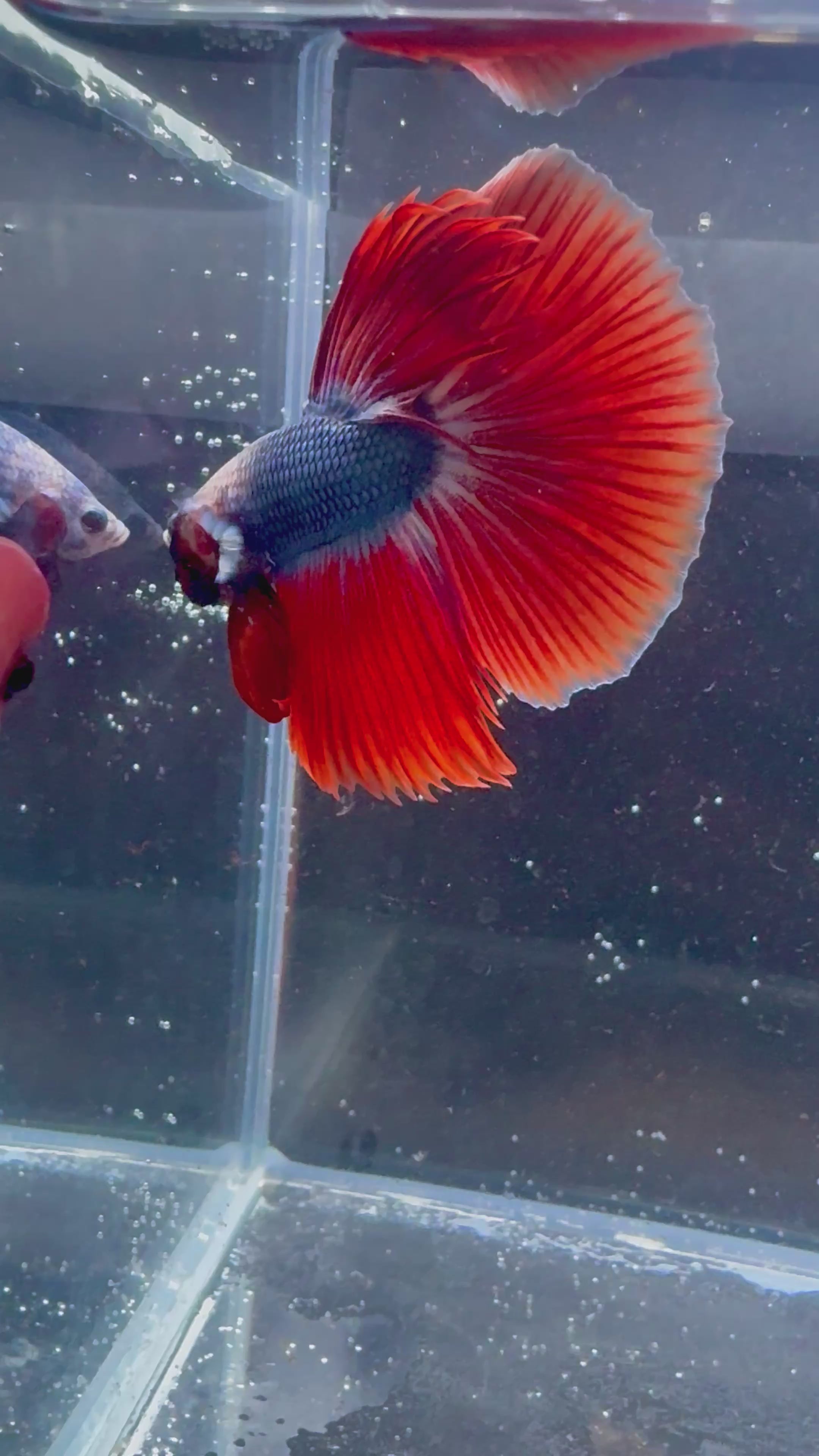 Blue Red Muscot Halfmoon Male Betta | CG-69