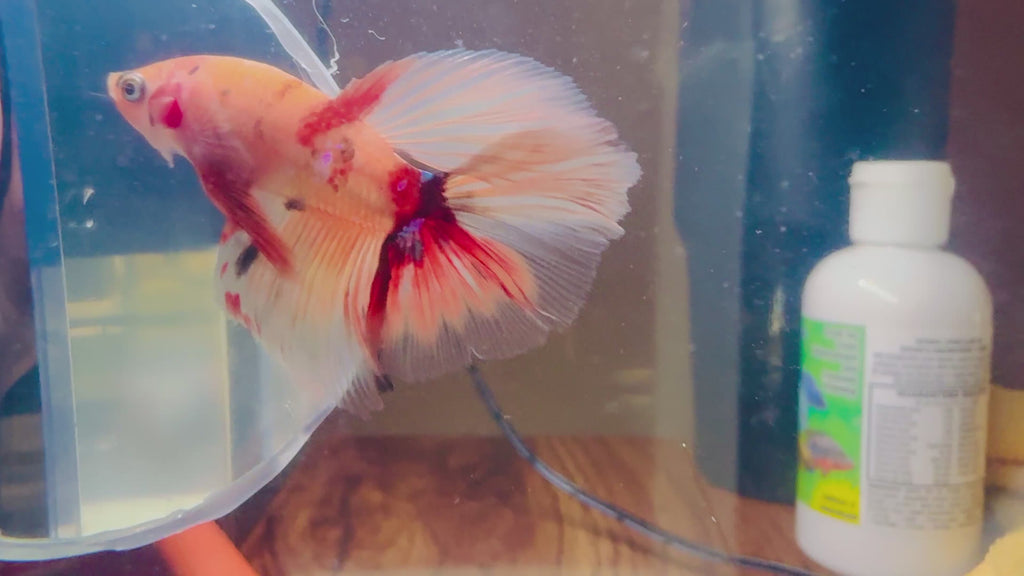 Nemo HM Male Betta | RZ-106