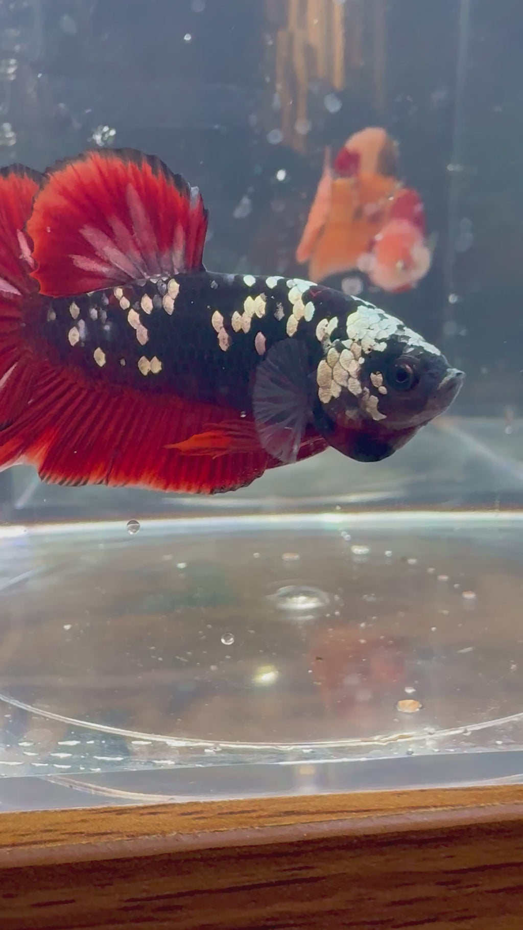 Avatar Copper Male Betta | RZ-25