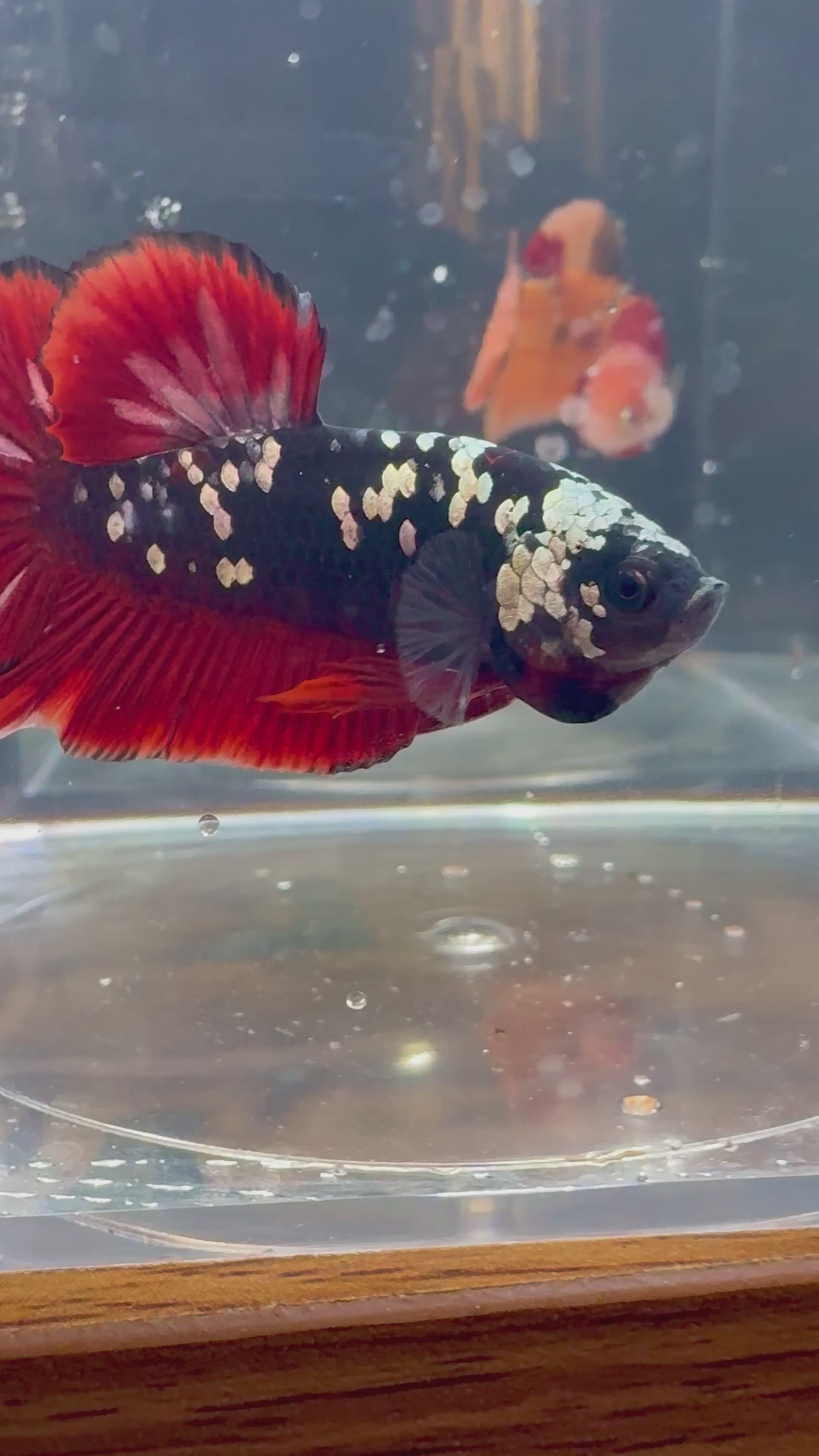 Avatar Copper Male Betta | RZ-25