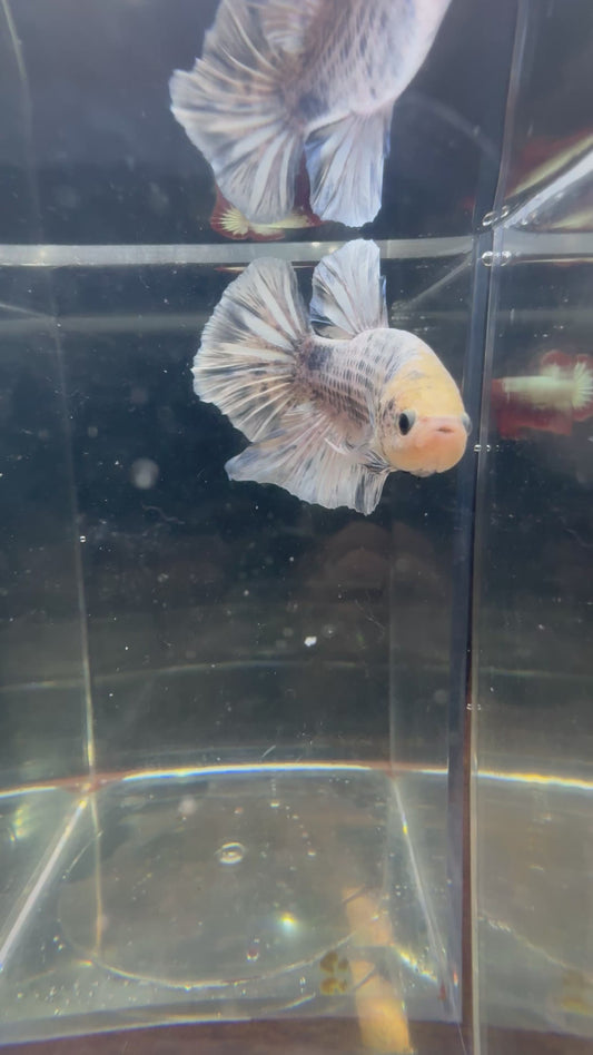 Giant Grizzly Male Betta | RZ-73