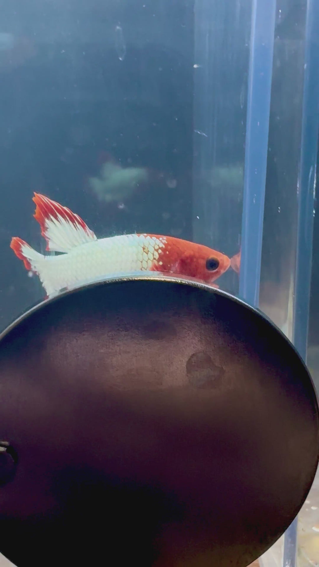 FCCP Breeding Pair | RZ-44/RZ-46