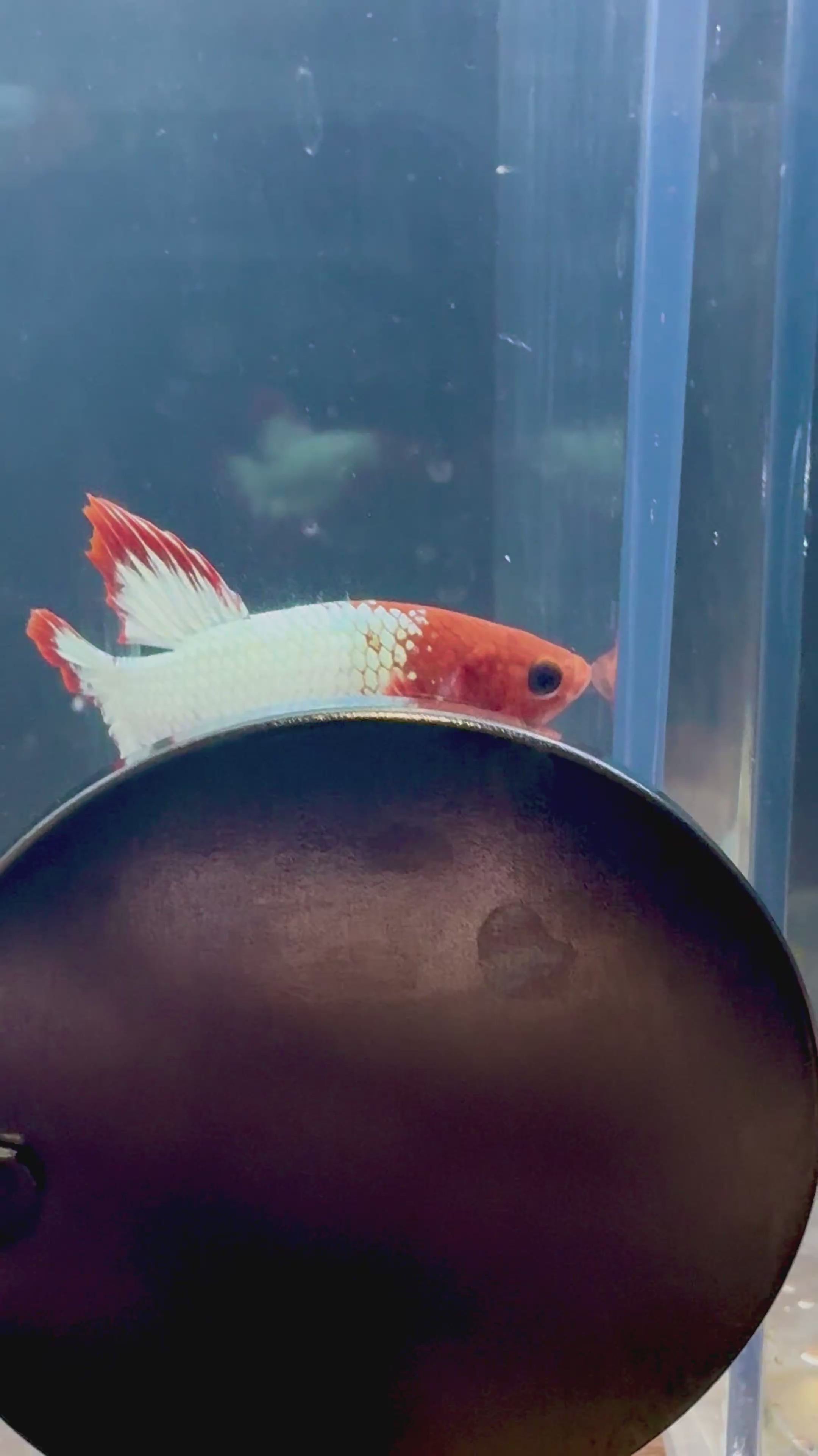 FCCP Breeding Pair | RZ-44/RZ-46