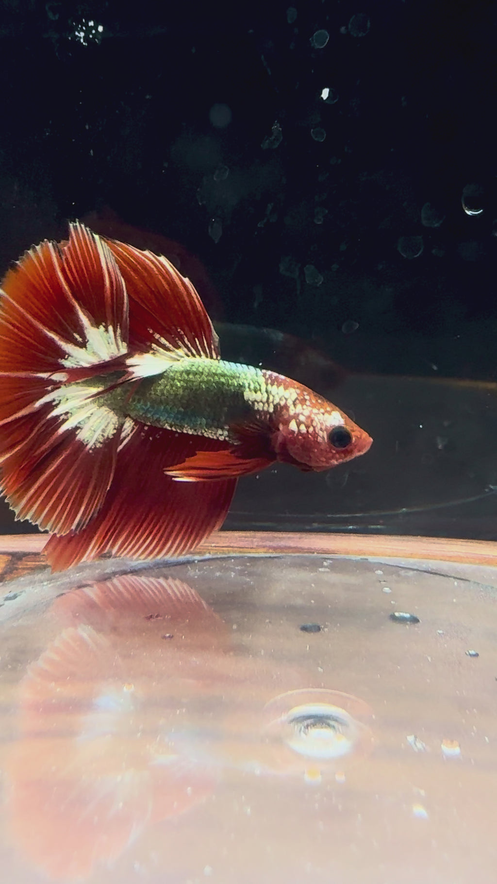 FCCP HM Male Betta | RZ-38