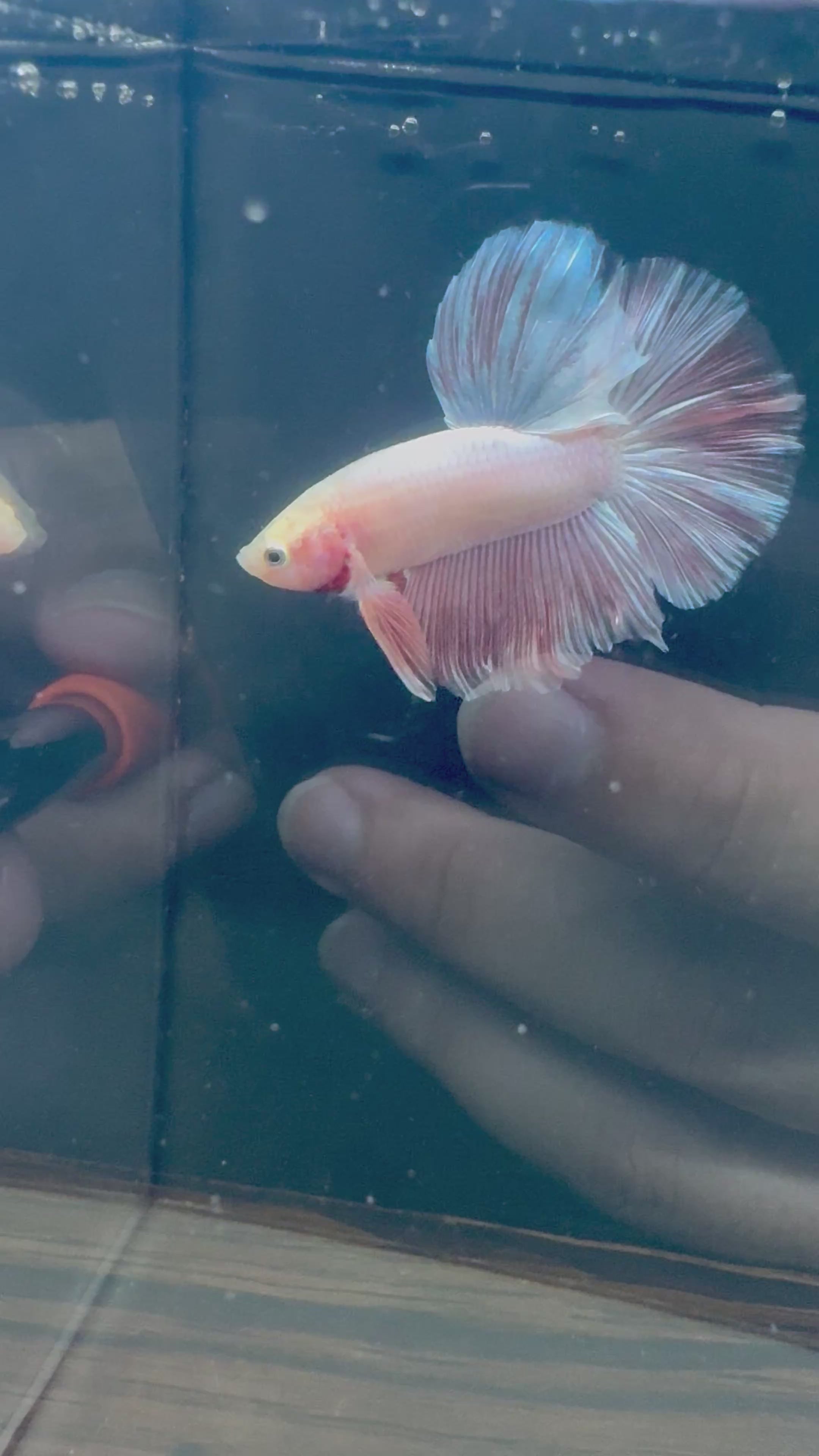 Pink HM Male Betta | RZ-97