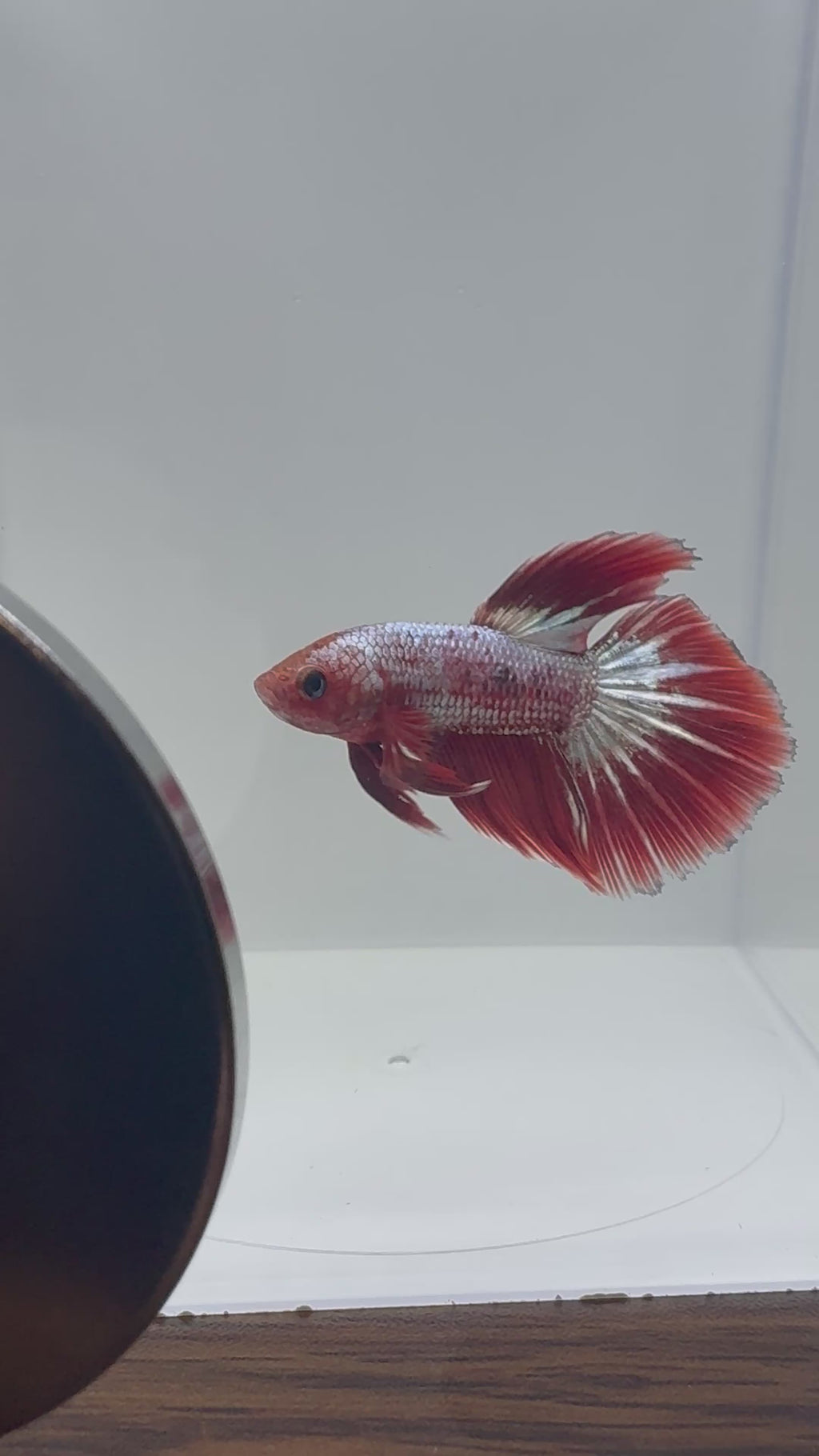 FCCP SÚPER DELTA Male Betta | RZ-40