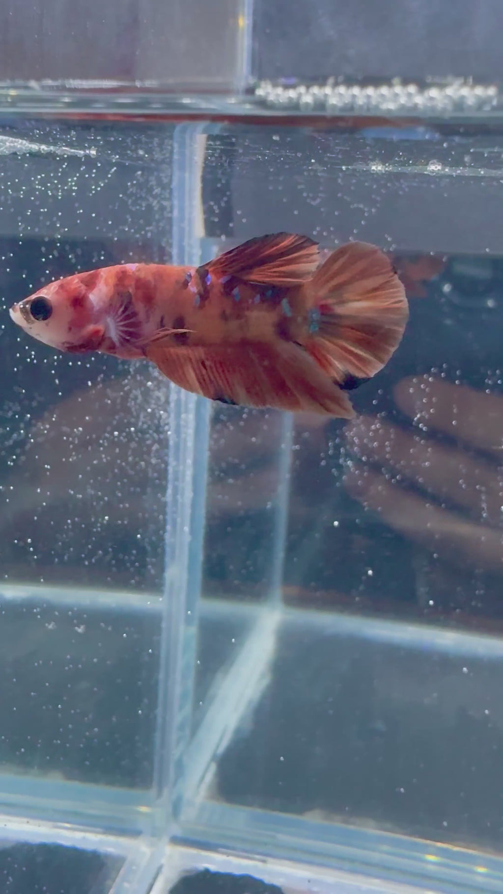 Nemo Male Betta | RZ-112