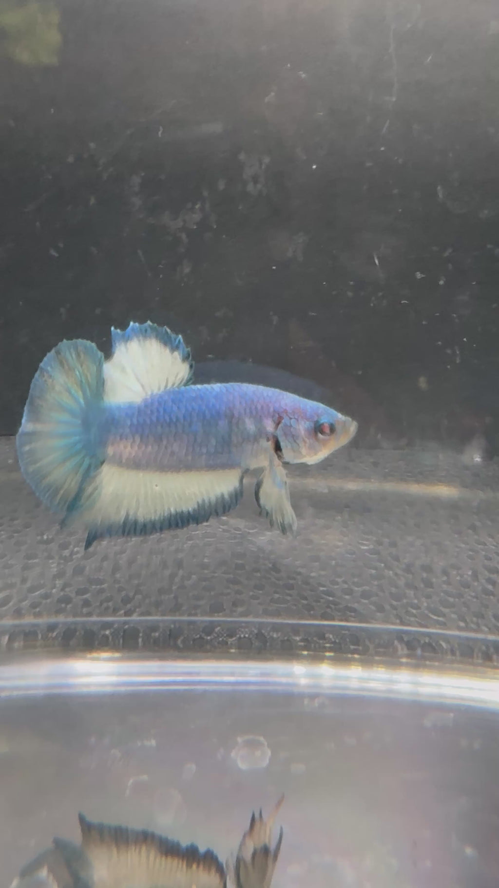 Azul Mármol HMPK — M-032