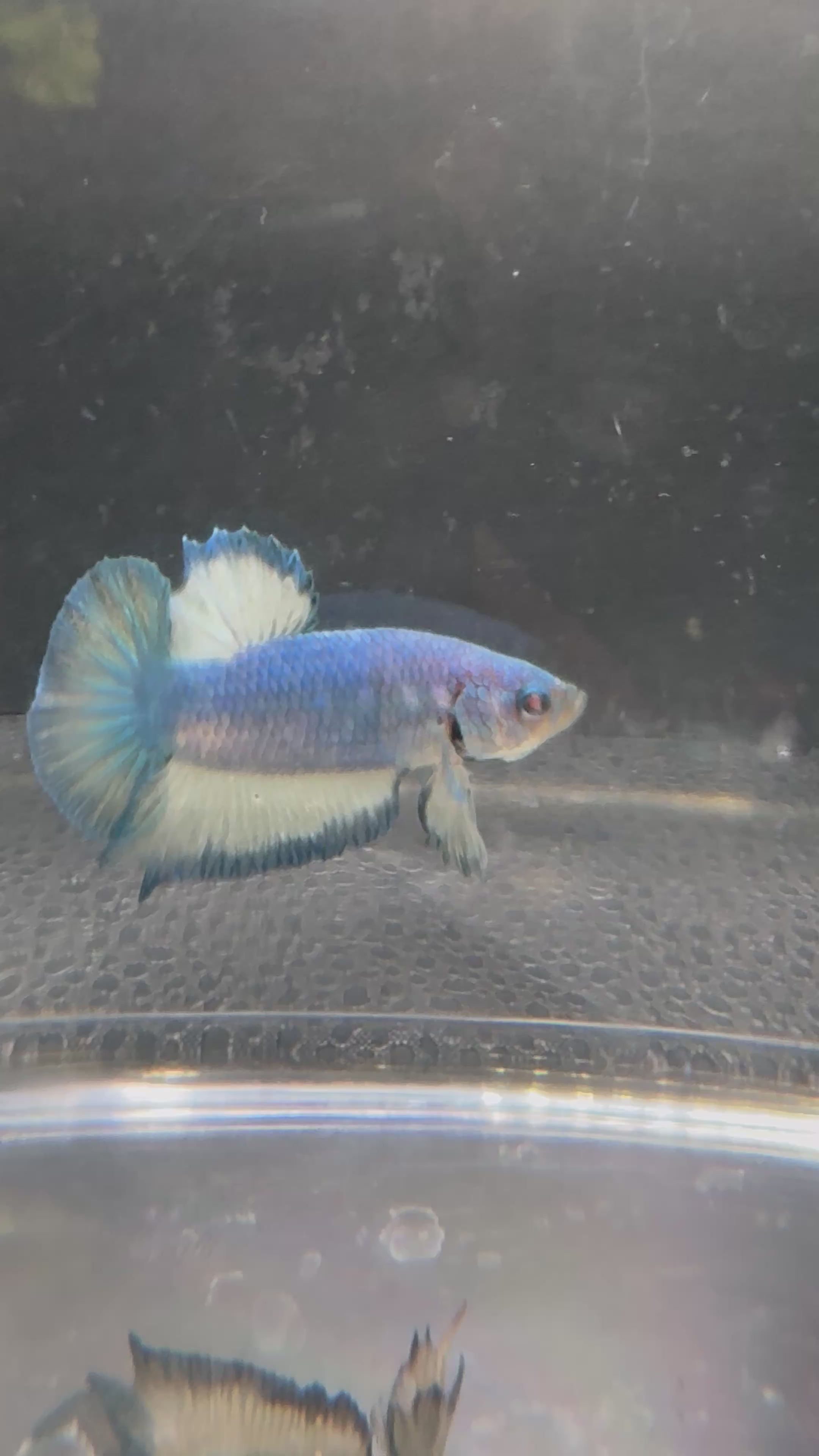 Azul Mármol HMPK — M-032