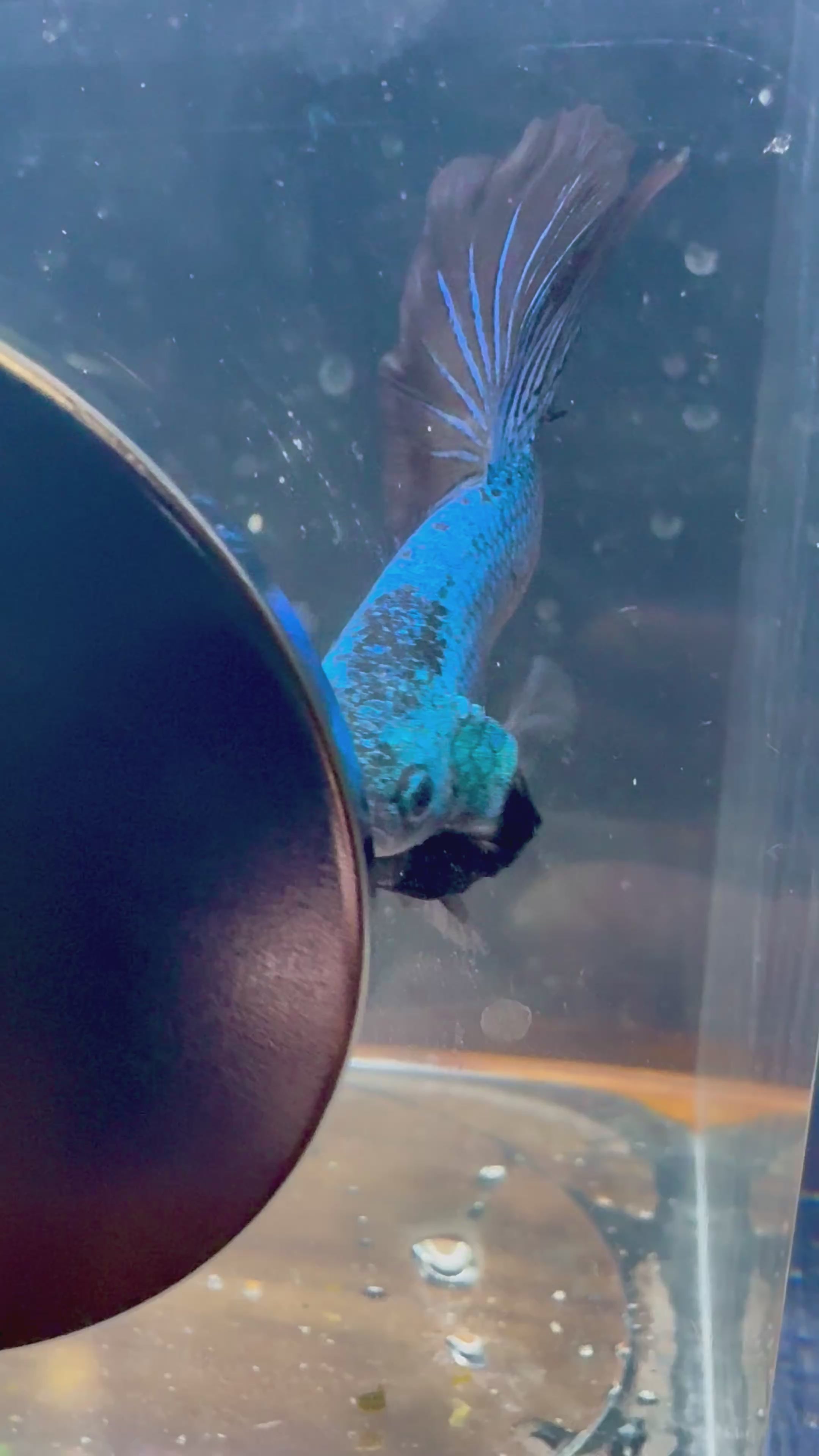 GREEN SAMURAI HM Male Betta | RZ-55