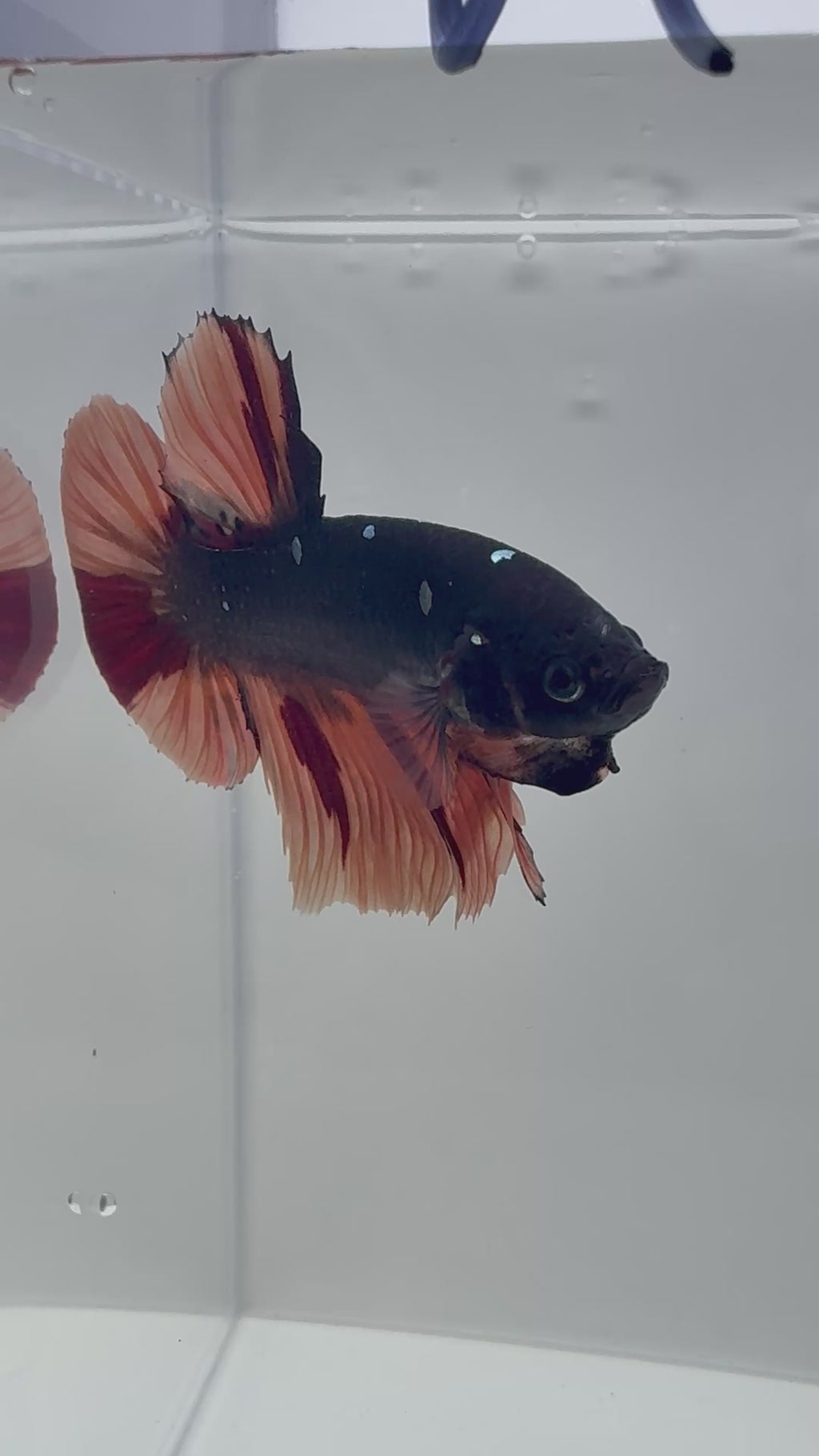 Giant Avatar Nemo Male Betta | RZ-75