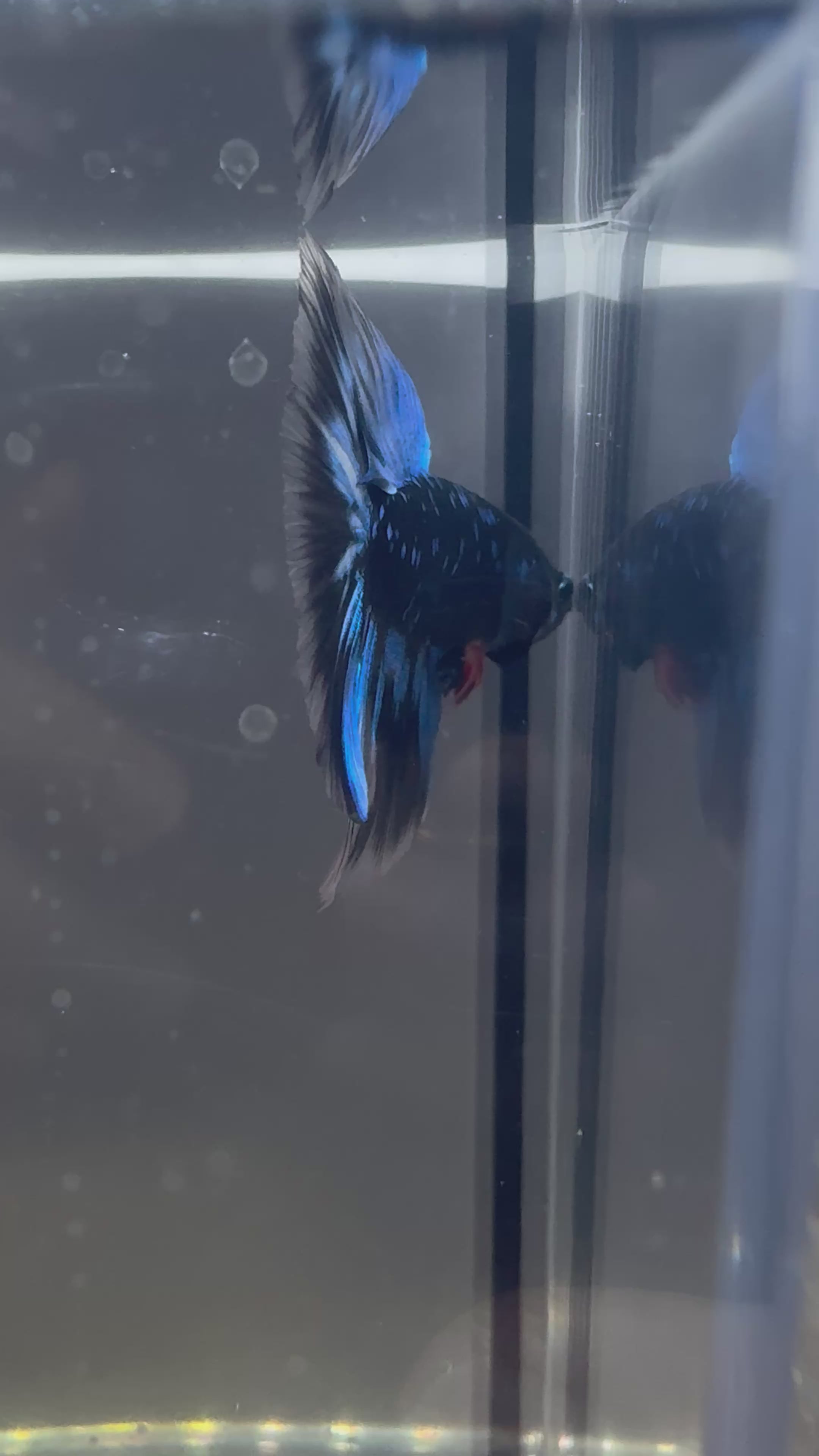 Avatar Galaxy HM Male Betta | RZ-3