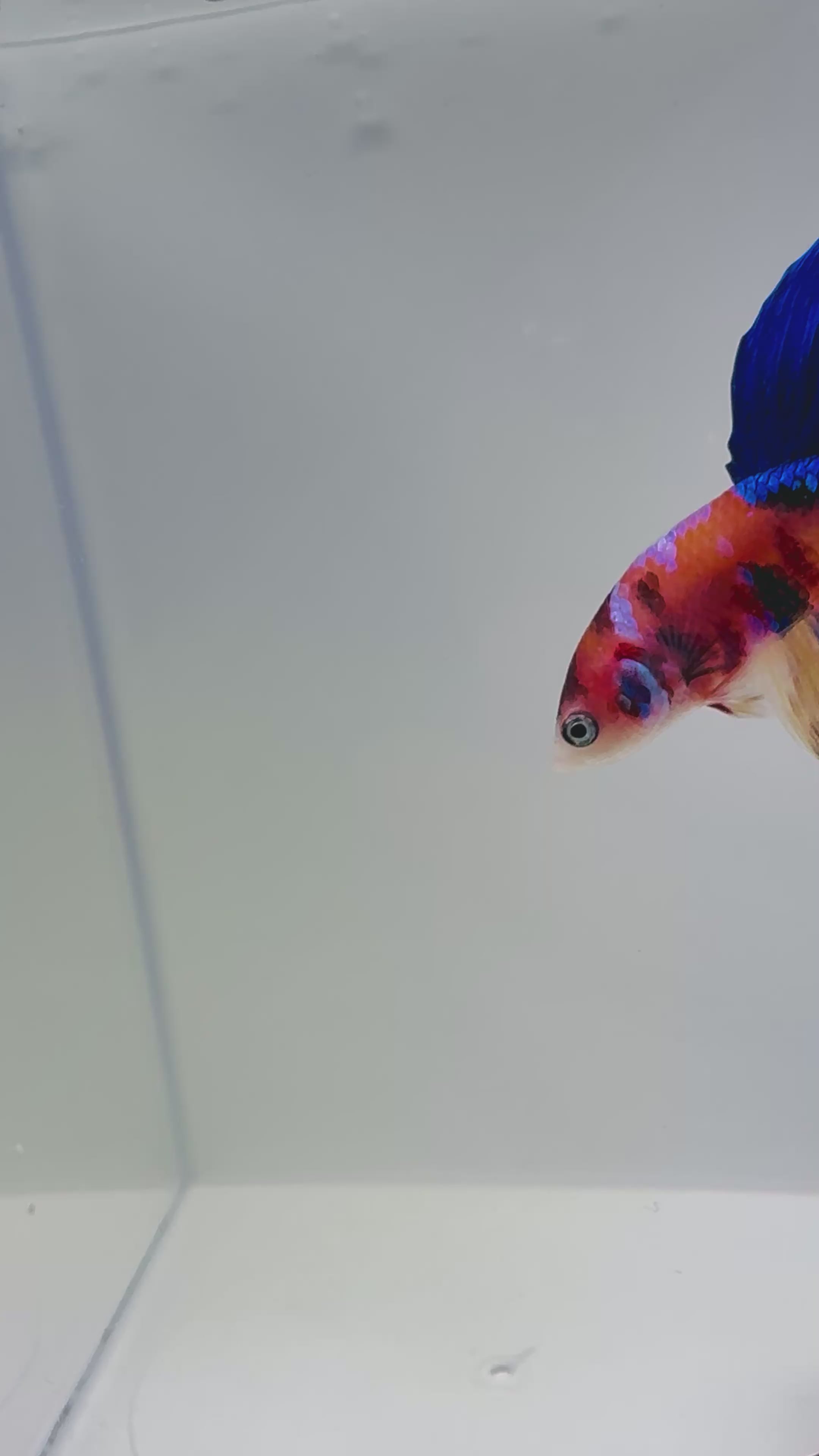 Nemo HM Male Betta | RZ-107