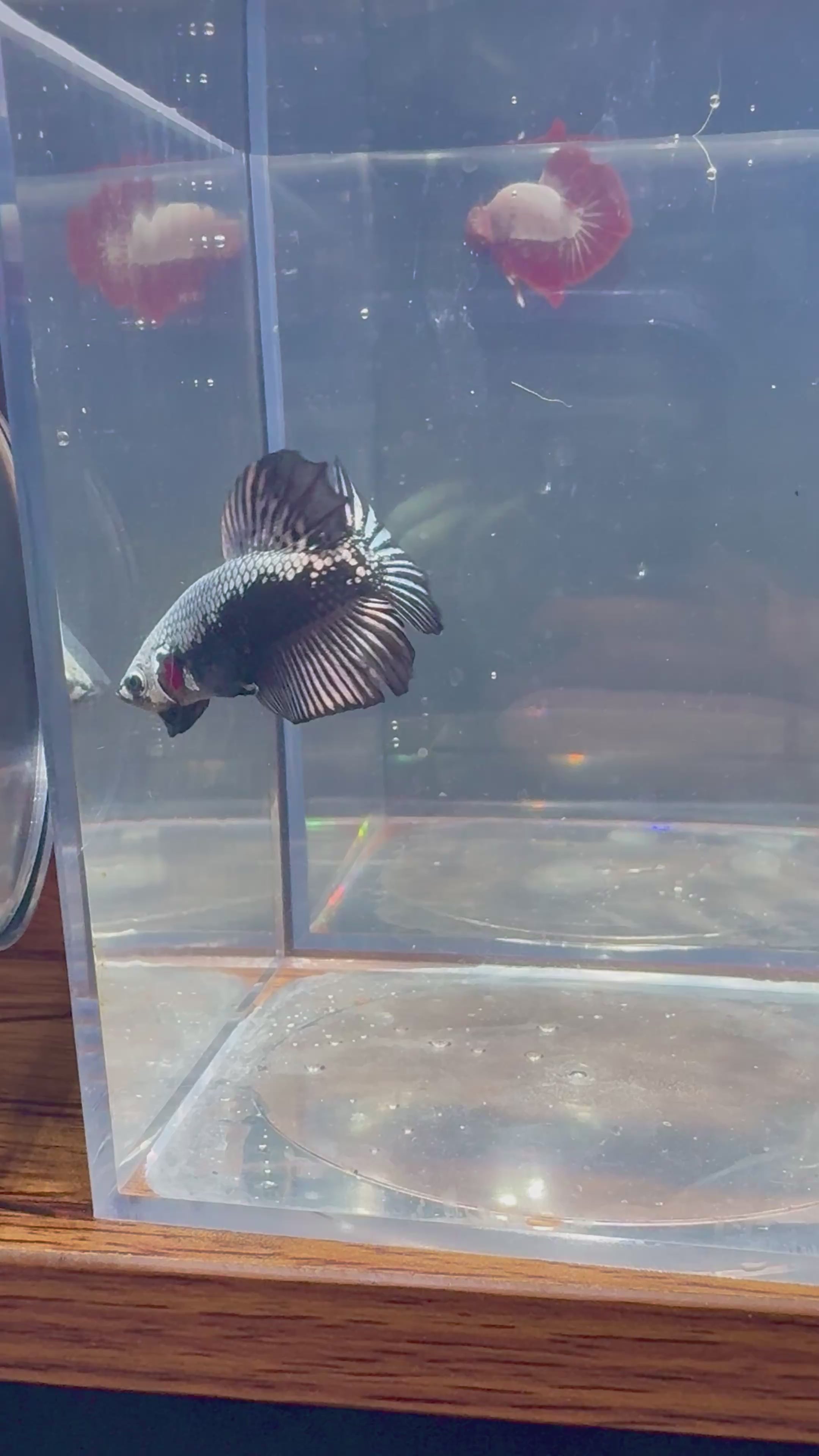 Samurai Plakat HMPK Male Betta | RZ-53
