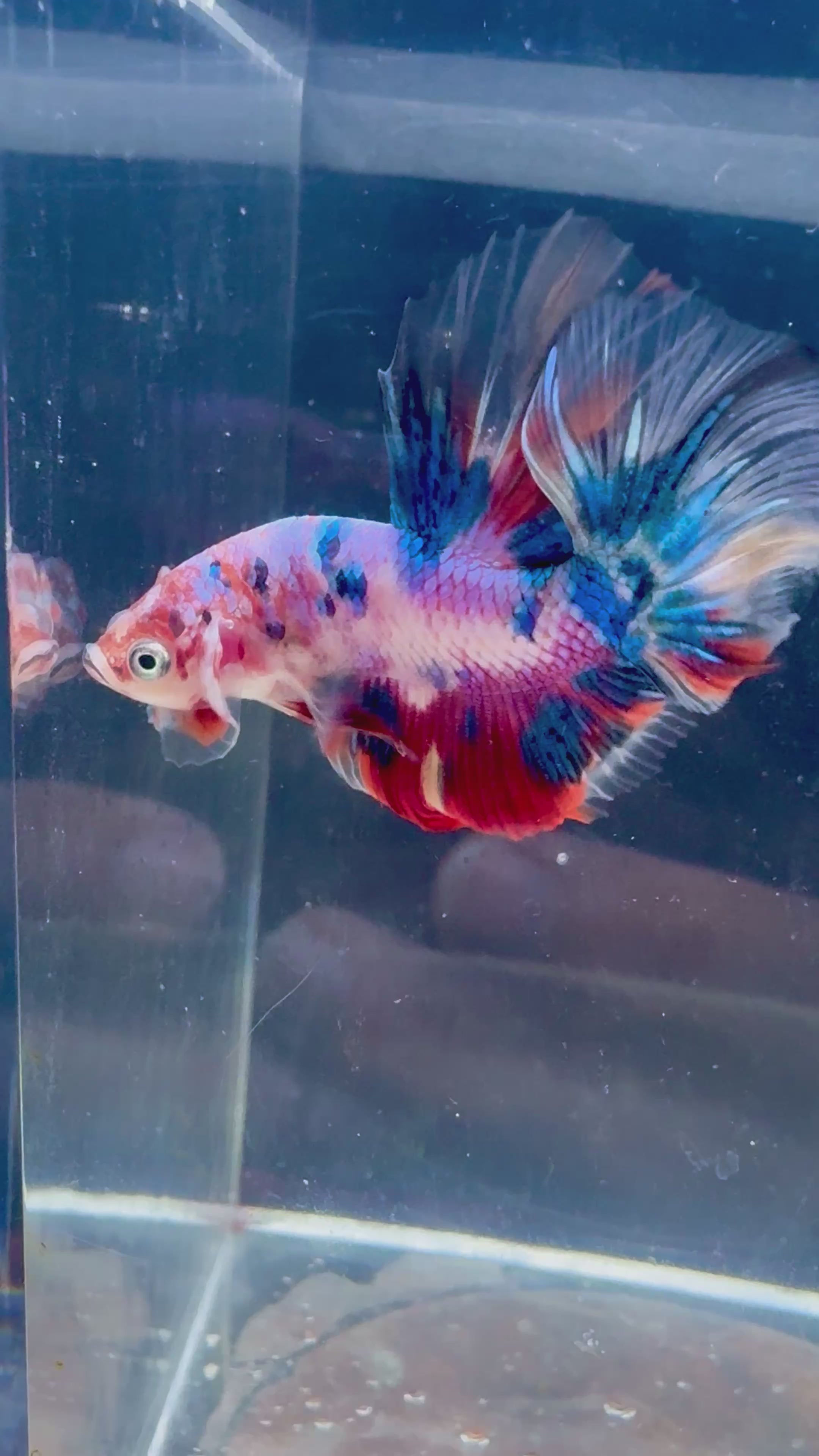 Candy Koi HM Male Betta | RZ-60