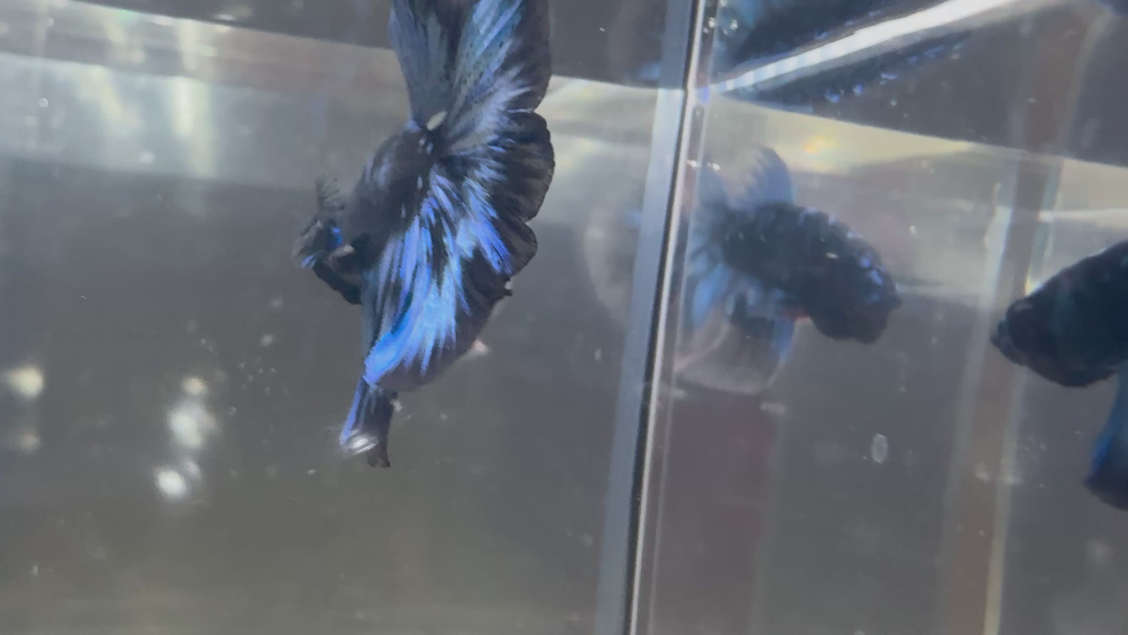 Avatar Galaxy Super Delta Rosetail Male Betta | RZ-4