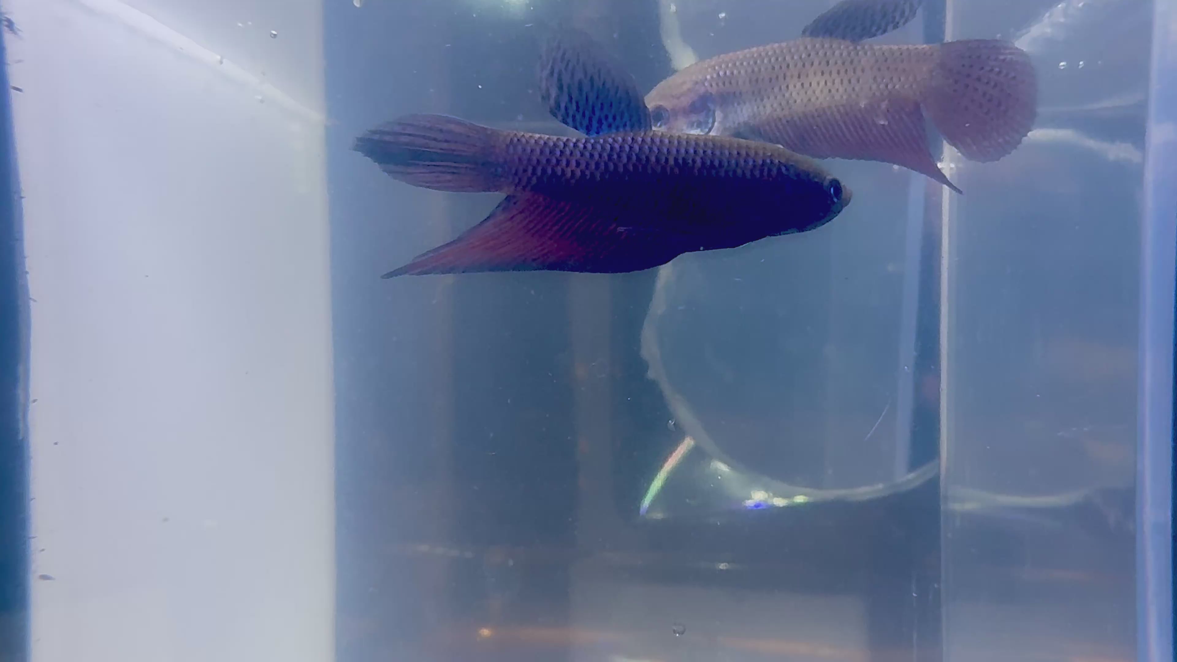 Smaragdina Male Betta | RZ-41