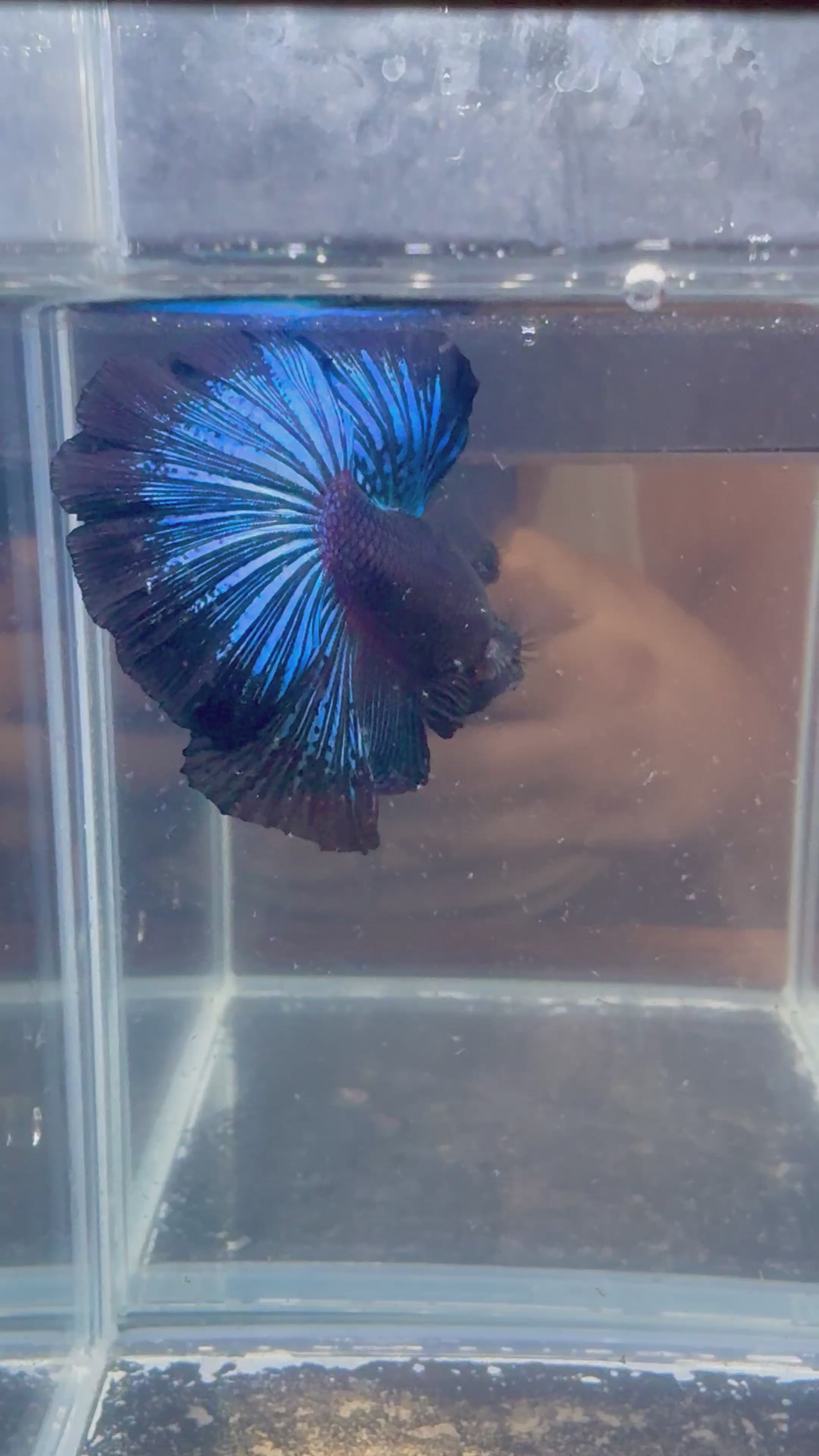 Black Light Halfmoon Male Betta | CG-101