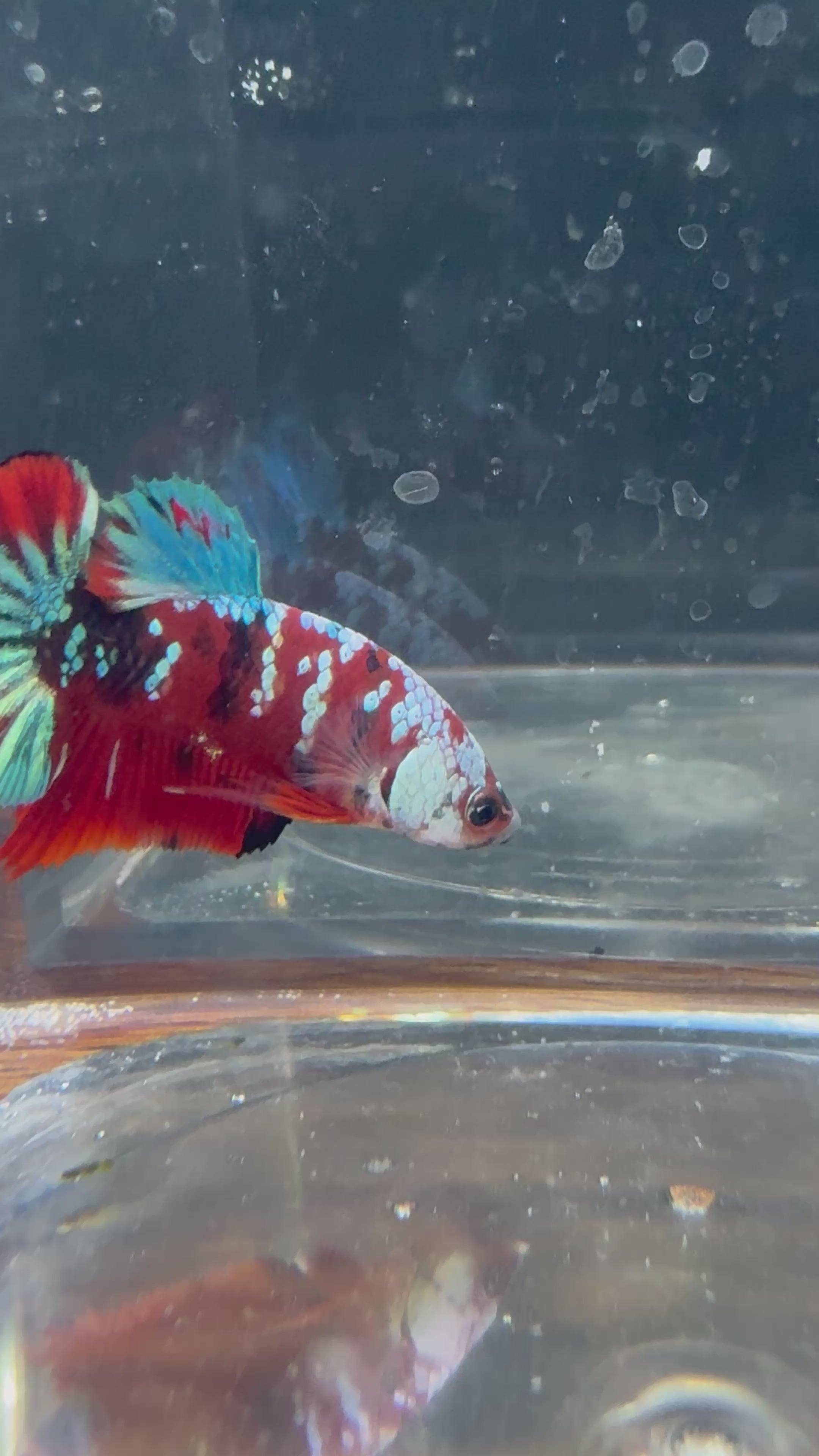Koi Galaxy Male Betta | RZ-29