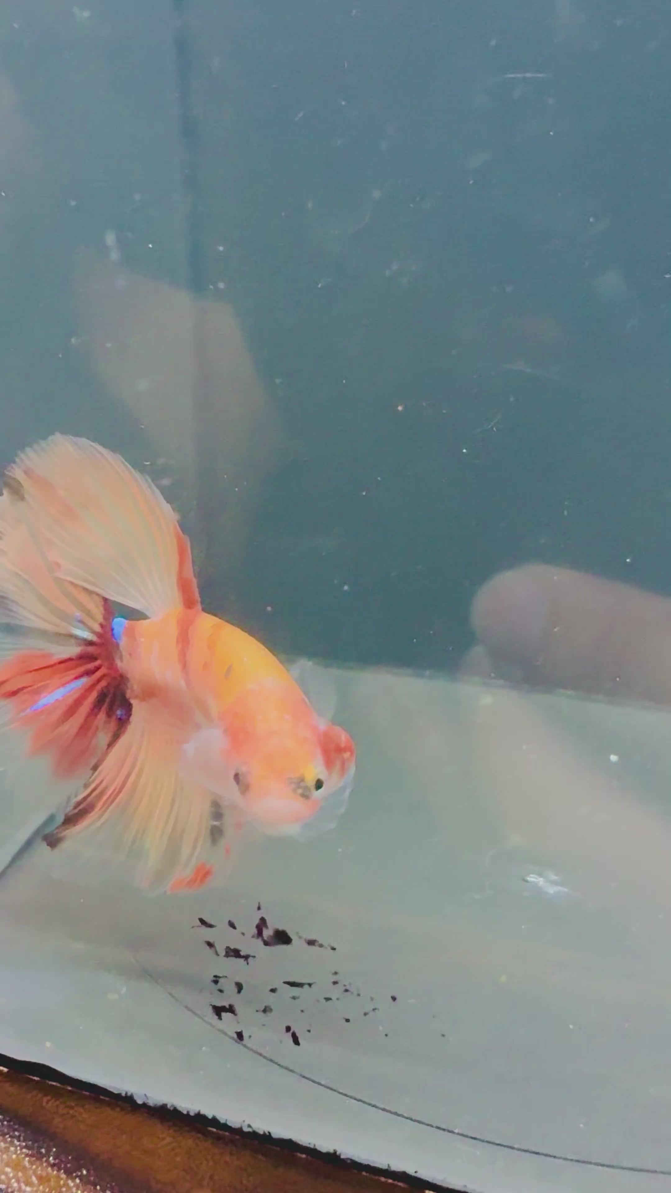 Nemo HM Male Betta | RZ-106