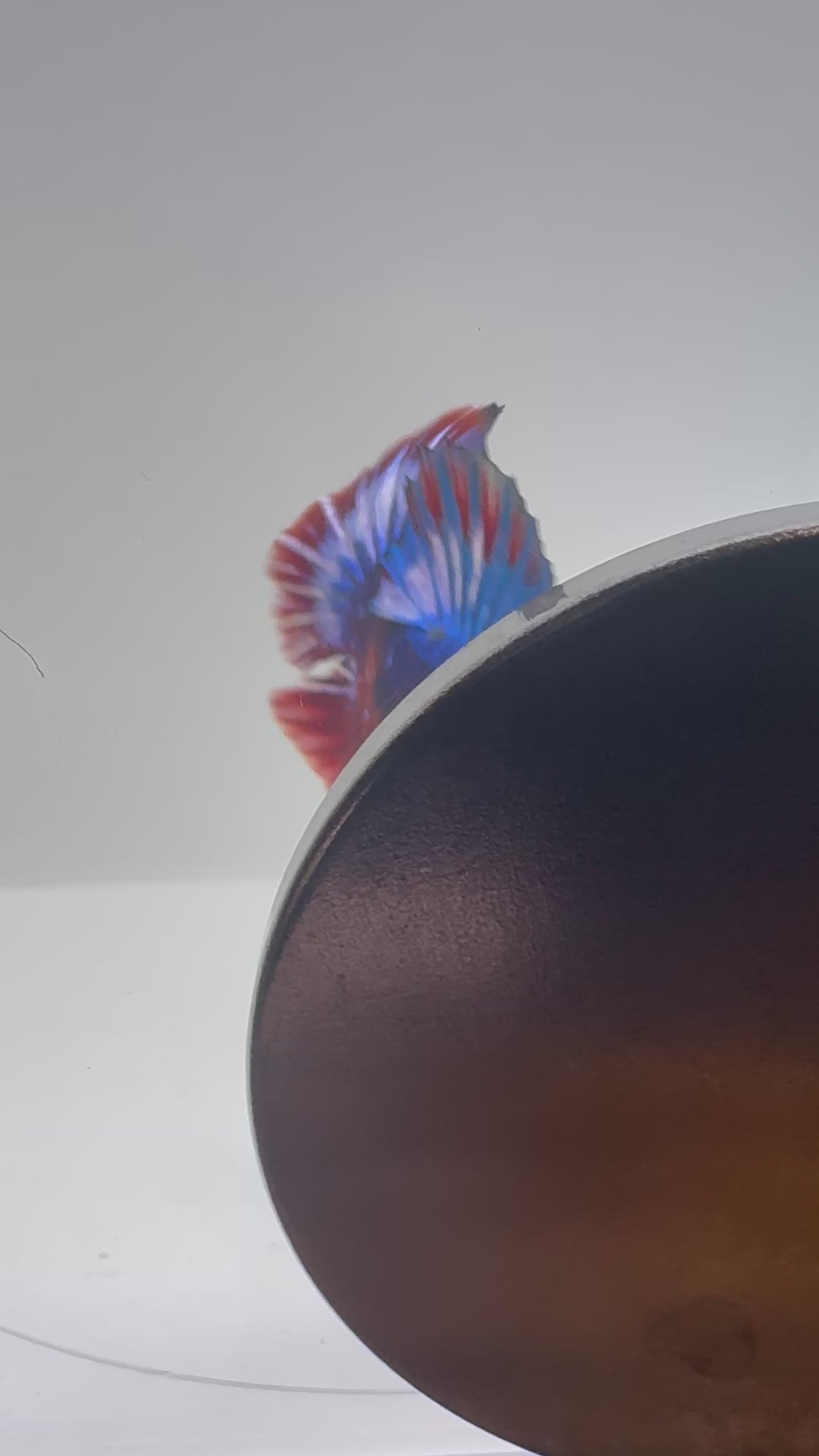Hellboy Male Betta | RZ-77