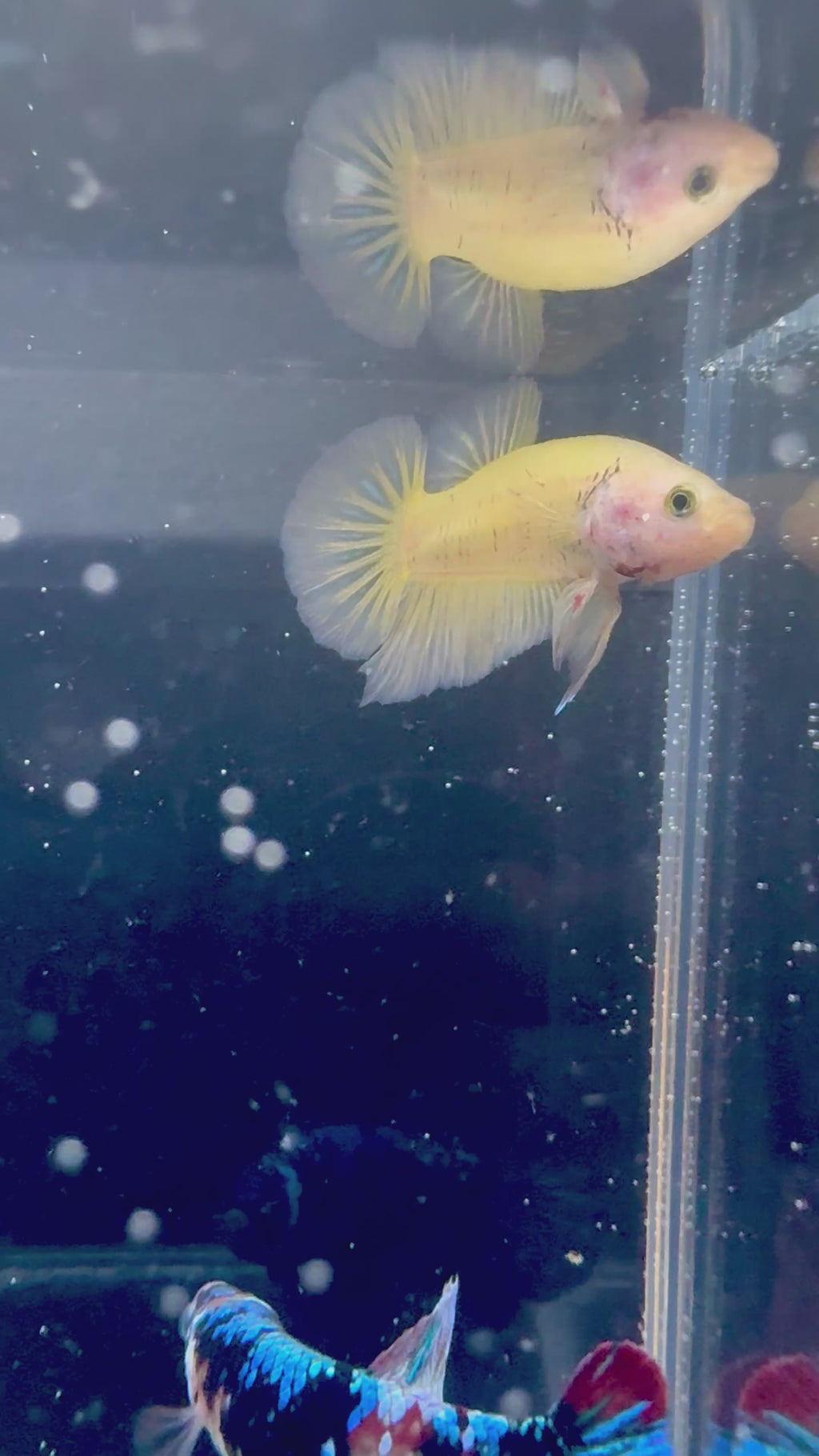 Yellow Banana HMPK Male Betta | RZ-90