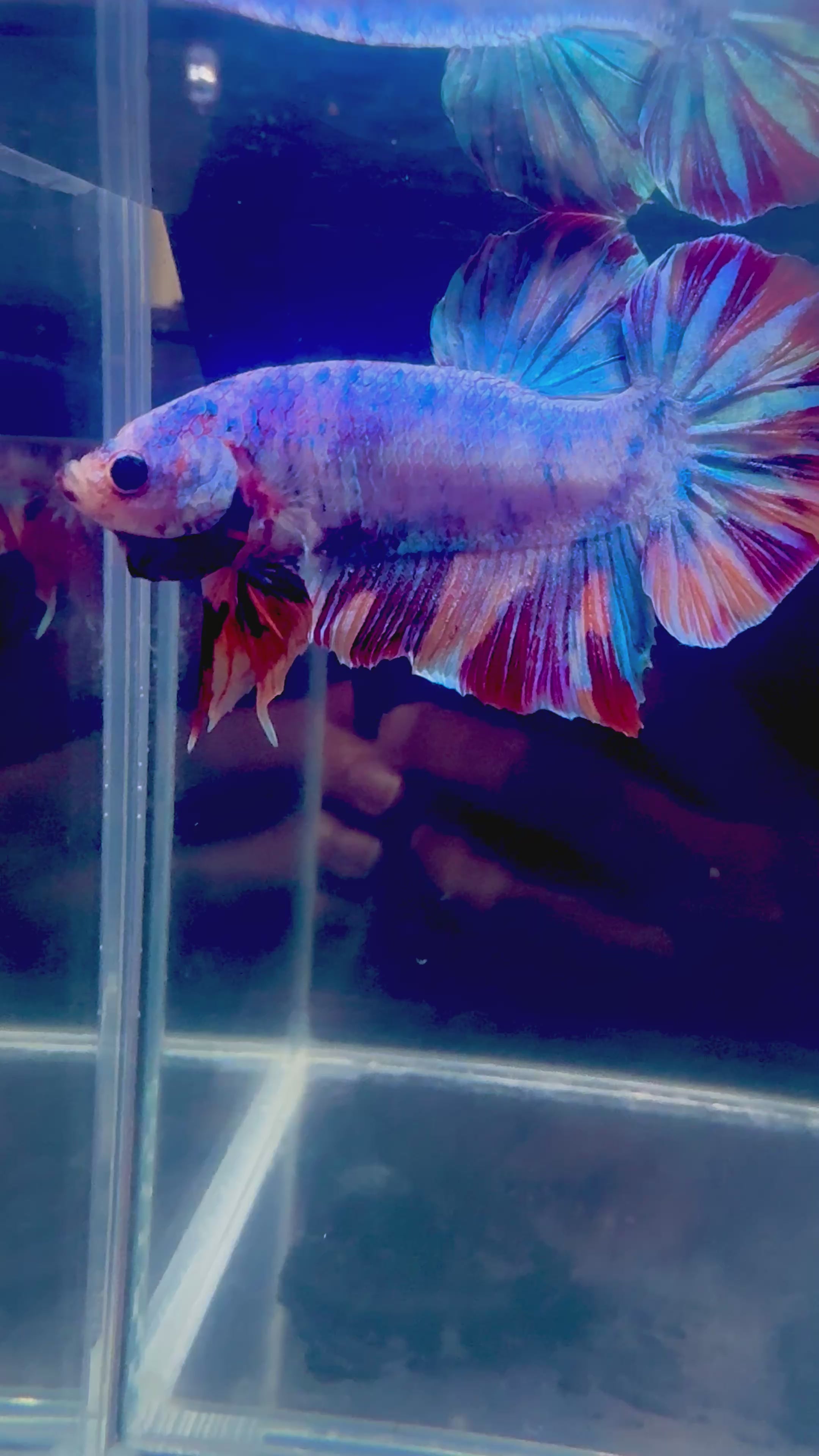 Giant Candy Halfmoon Plakat Male Betta | CG-73