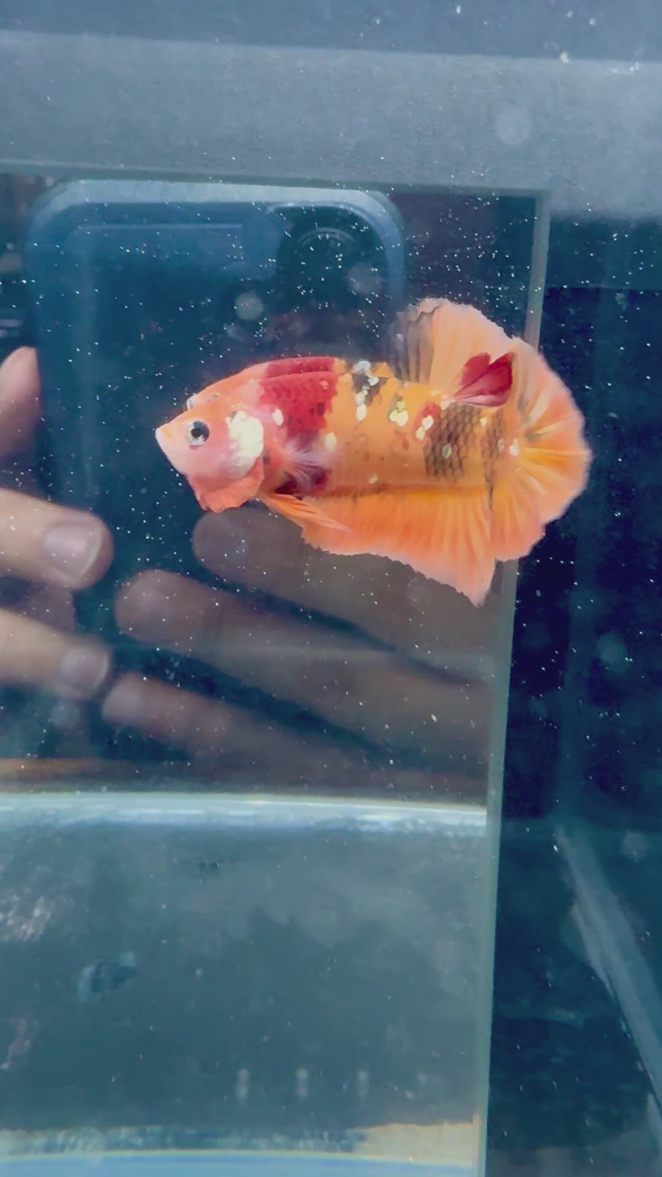 Nemo Copper Male Betta | RZ-109
