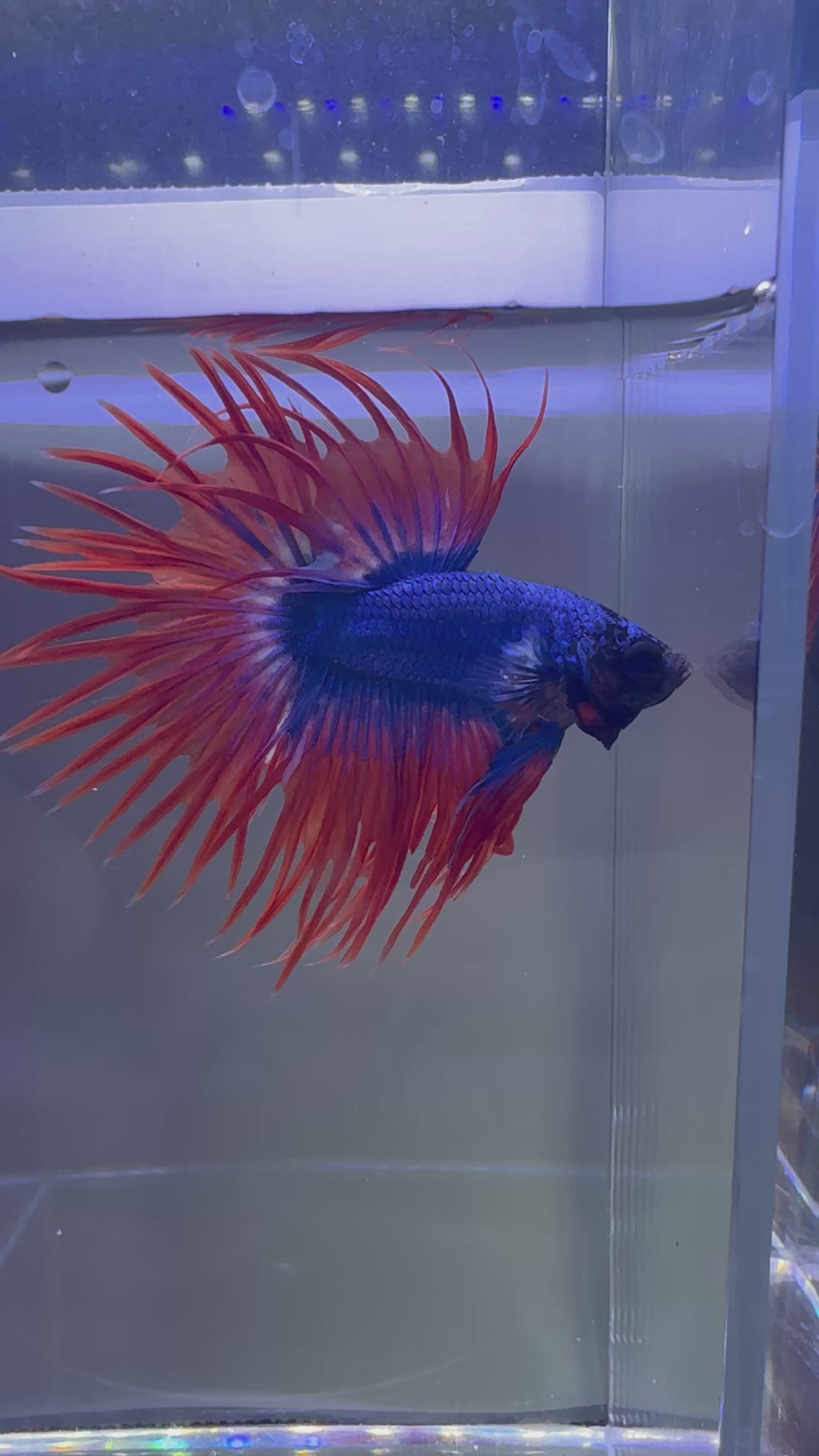 Spider Crowntail Male Betta (Blue/Red) | CG-15Cg-16