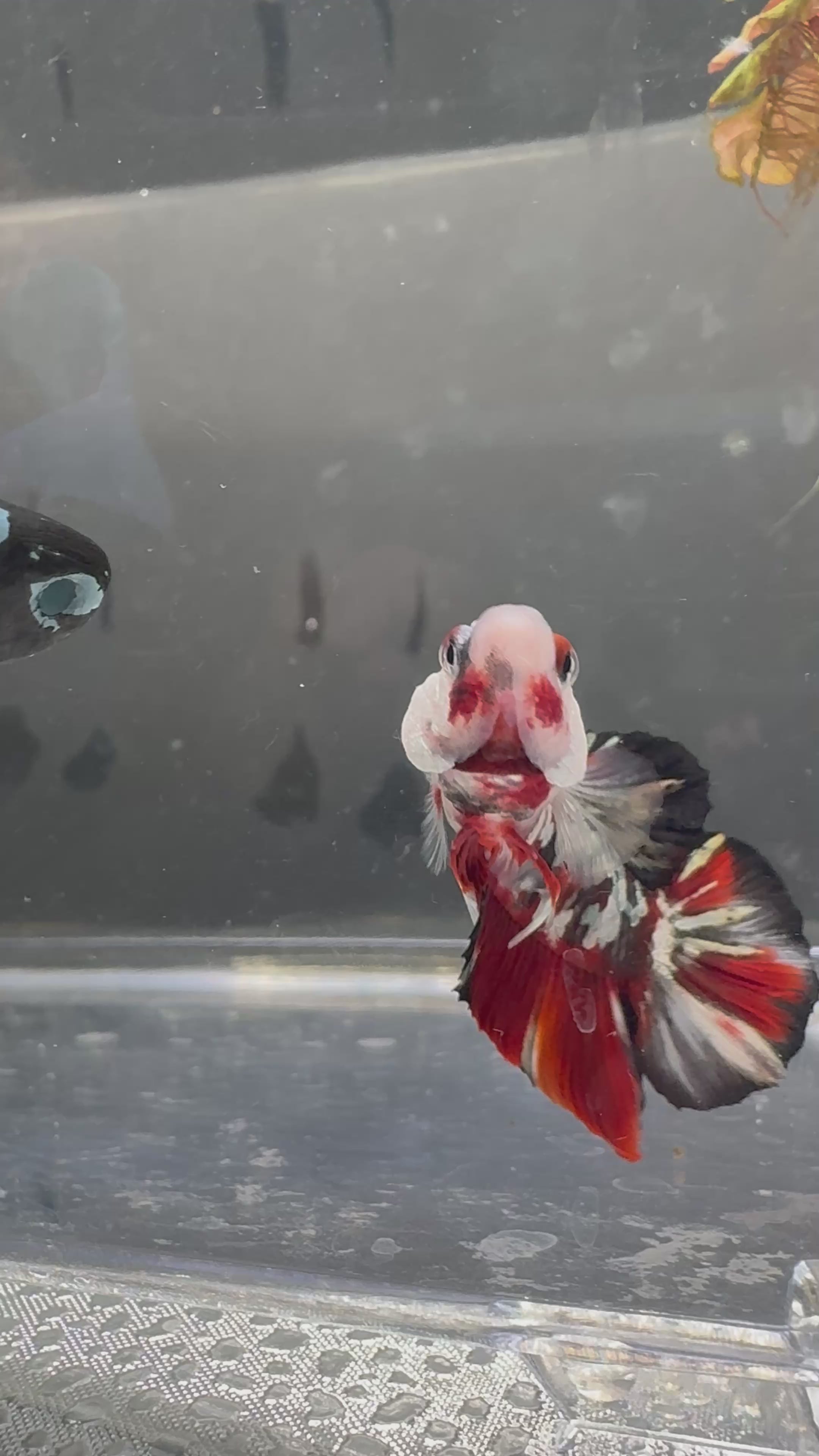 Koi Red Copper HMPK — M-034(2)