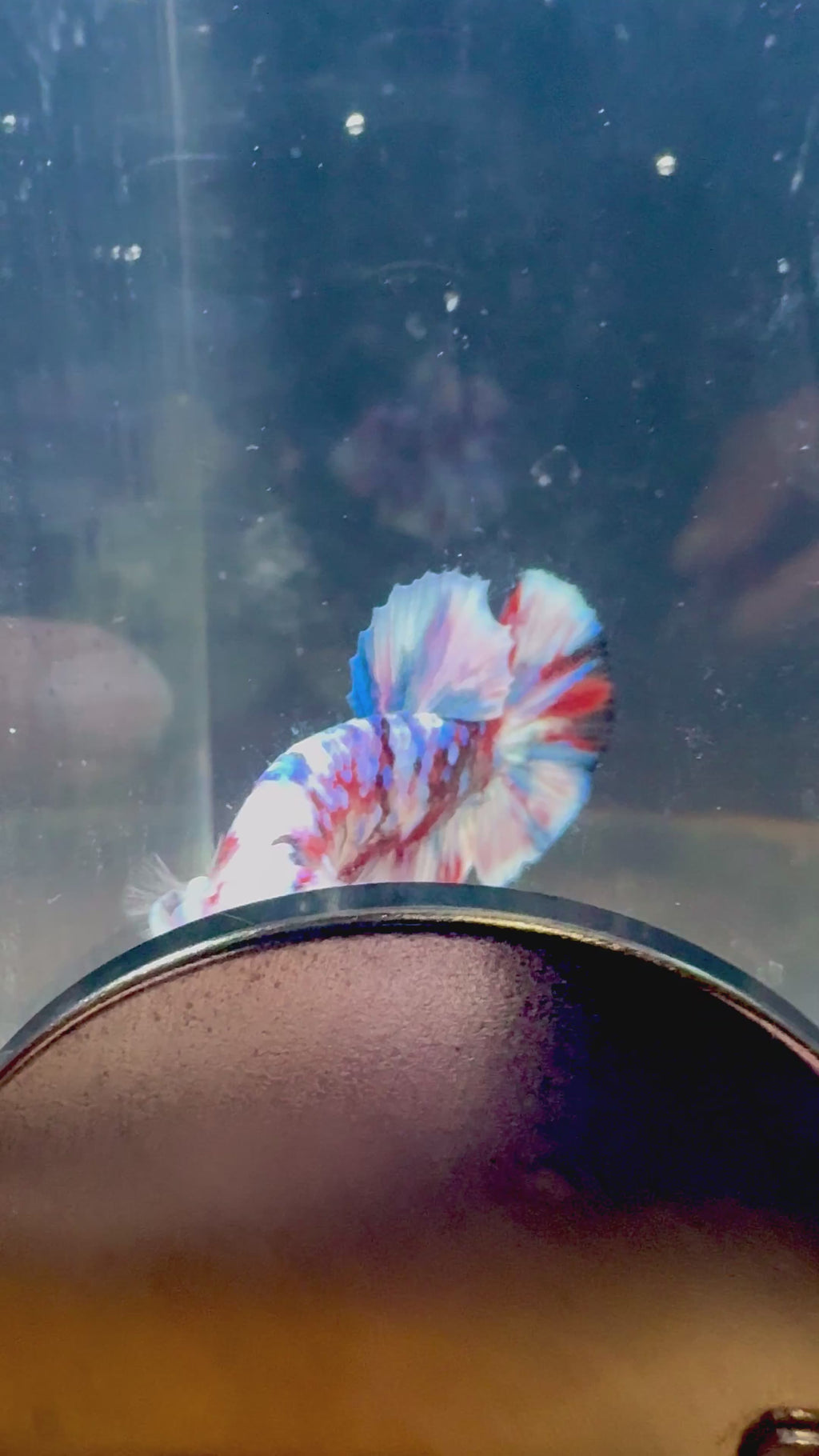 Barongasai HMPK Male Betta | RZ-43